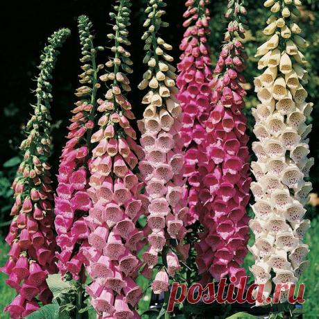 Когда сеять семена цветов. | Давай поговорим