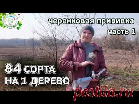 сколько сортов можно привить на одно дерево