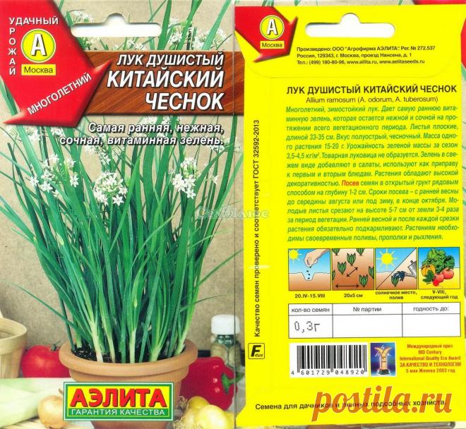 Лук душистый пикантный выращивание из семян
