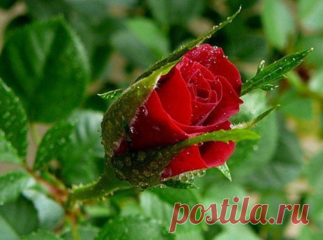 Архив открыток отправленных 19 Июля 2014 года. Добавили: Геннадий Ступников, Серёга Огнёв, Юрий Бобаренко, Дмитрий Ишелев, Лана Метельская, Фаннур Халиков, Иуда Мельников Бутон розы очень нежный и прекрасный.