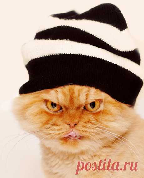 Рыжий перс Garfi