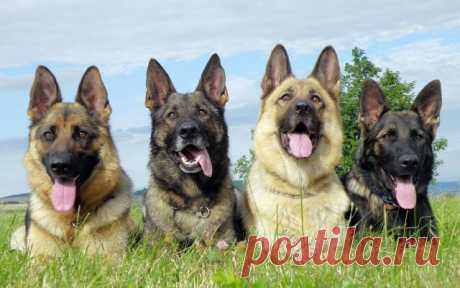 стихотворения,нами любимые
Василий ( КАРДИНАЛ )