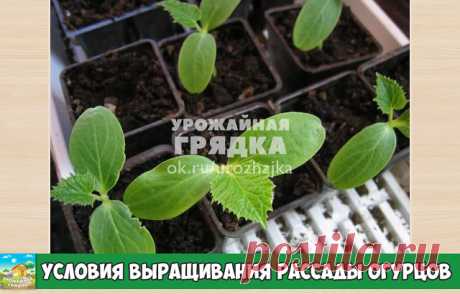 Условия выращивания рассады огурцов
Чтобы огурцы быстро укоренялись и не болели, важно соблюдать определённые условия содержания рассады:

 Температура в помещении должна быть стабильной, от 20 до 25 оС. В холодной комнате огурцы замедлятся в развитии, а слишком жаркие условия содержания будут пересушивать почву.
 Влажность в помещении должна быть порядка 60–65%. Сухой воздух будет замедлять рост растений и мешать развитию листьев, а избыточная влажность приведёт к распрос...