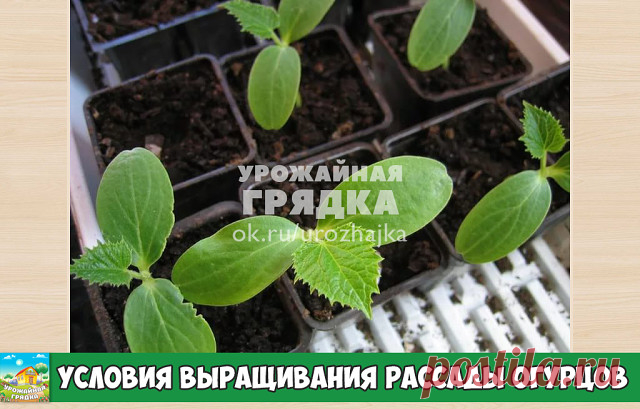 Условия выращивания рассады огурцов
Чтобы огурцы быстро укоренялись и не болели, важно соблюдать определённые условия содержания рассады:

 Температура в помещении должна быть стабильной, от 20 до 25 оС. В холодной комнате огурцы замедлятся в развитии, а слишком жаркие условия содержания будут пересушивать почву.
 Влажность в помещении должна быть порядка 60–65%. Сухой воздух будет замедлять рост растений и мешать развитию листьев, а избыточная влажность приведёт к распрос...