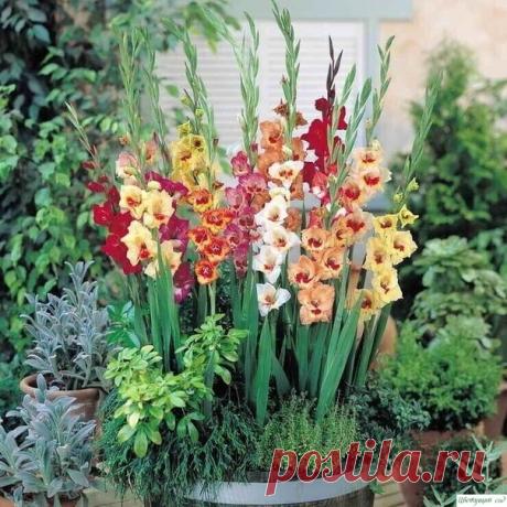 КАК ПРАВИЛЬНО САЖАТЬ ГЛАДИОЛУСЫ.