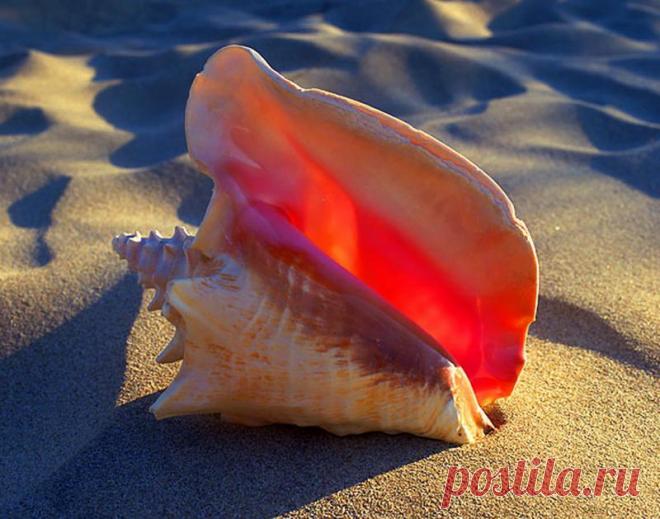 Как отмыть ракушки от известкового налета и избавиться от запаха &raquo; Женский Мир