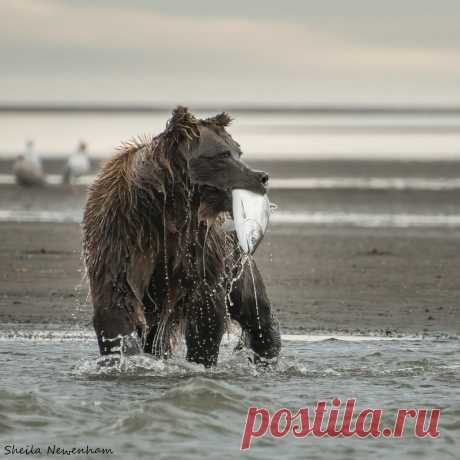 Soaked Bears go all in after the targeted fish.  There’s nothing half-hearted about it. The full belly flop with front legs outstretched creating a wave and splash of water that will completely hide a 600 pound bear results in a soaked face.  This sow looks like she’s been dunked.  Each bear after each lunge has a different array of water droplets, spray and drips. There is no end to my enjoyment of the unique character of each one.