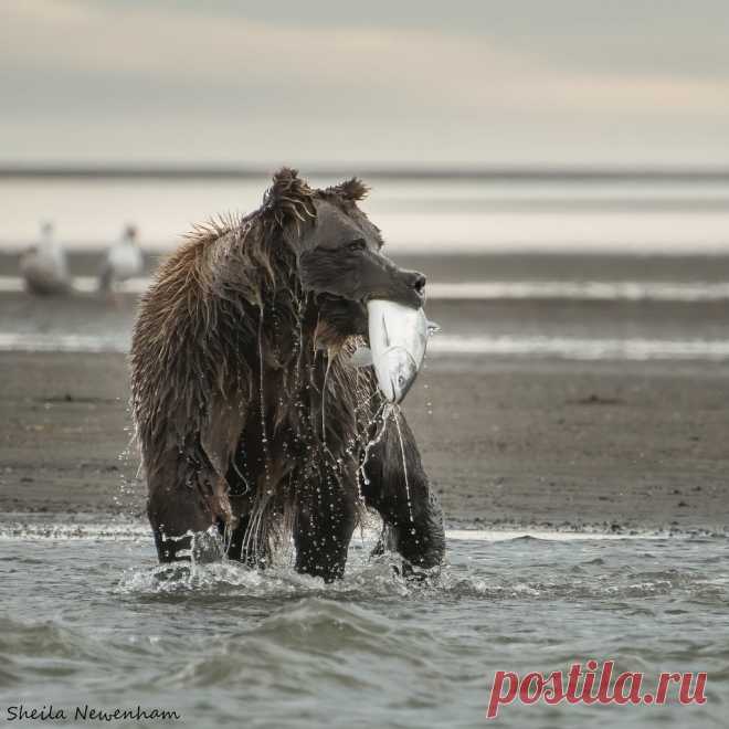 Soaked Bears go all in after the targeted fish.  There’s nothing half-hearted about it. The full belly flop with front legs outstretched creating a wave and splash of water that will completely hide a 600 pound bear results in a soaked face.  This sow looks like she’s been dunked.  Each bear after each lunge has a different array of water droplets, spray and drips. There is no end to my enjoyment of the unique character of each one.