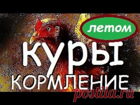 КУРЫ | КОРМЛЕНИЕ КУР ЛЕТОМ / Чем кормить кур летом / Корм для Кур / Куры несушки / Птичье хозяйство