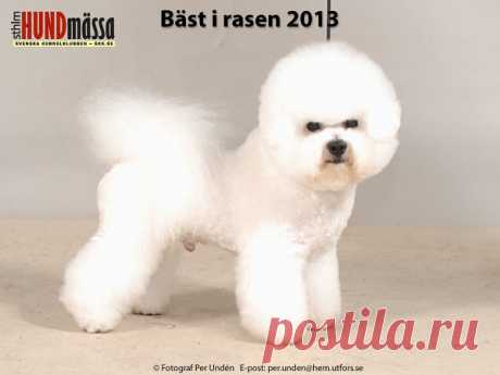 BICHON FRISÉ Domare: STANTON PAUL   DK UCH SE UCH FRITTMI'S SPICY CHARMING POWER  Ägare: BERG MIA, KNIVSTA Uppfödare: BERG MIA, KNIVSTA