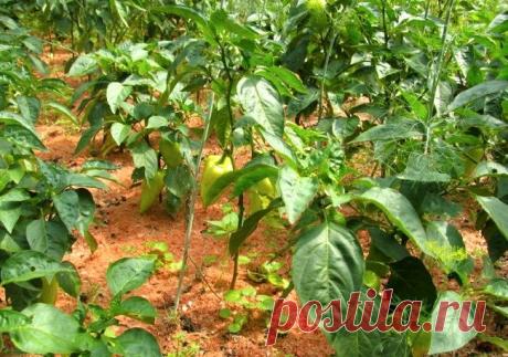 Пасынкование перца