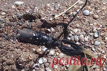 Росгвардейцы обезвредили найденные мальчиком на пляже боеприпасы ВСУ. Росгвардейцы обезвредили кассетные боеприпасы, найденные на пляже в Донецкой Народной Республике. Опасную находку обнаружил десятилетний мальчик и сообщил о ней сотрудникам ОМОН Росгвардии во время их дежурства по охране общественной безопасности. Силовики изъяли три неразорвавшихся боевых элемента от боеприпасов ВСУ.