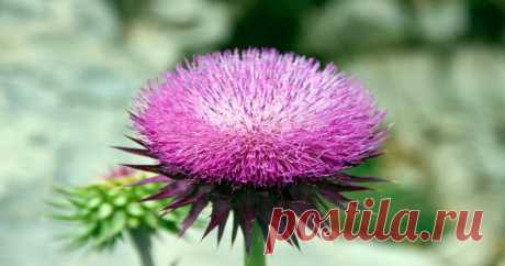 Расторопша: преимущества, побочные эффекты и дозировка