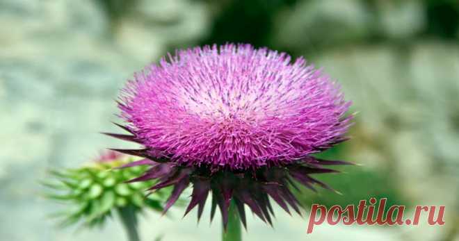 Расторопша: преимущества, побочные эффекты и дозировка