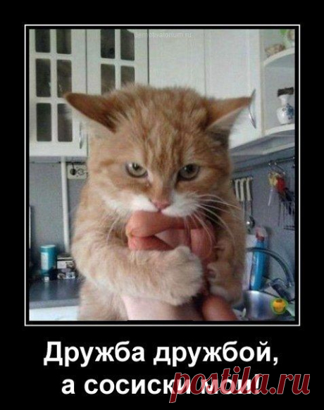 - Коты и кошки ツ