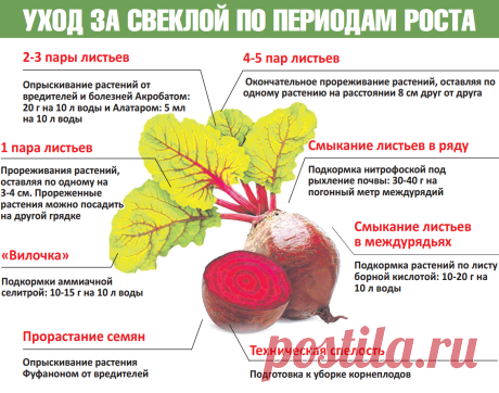 Уход за свеклой по периодам роста