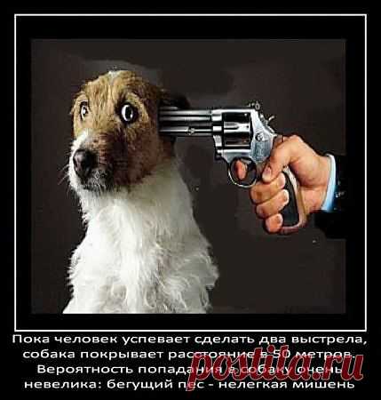 о собаках
