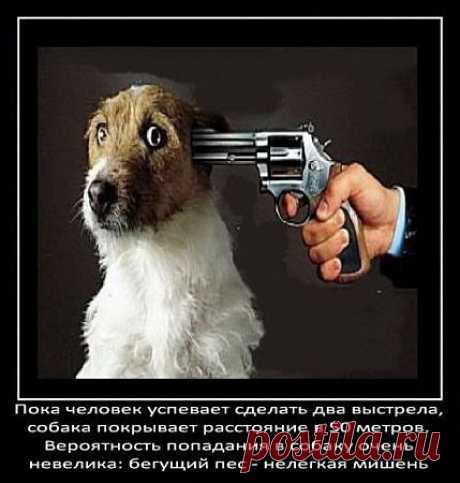 о собаках