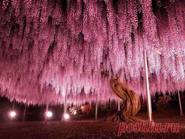 150-летнее дерево глицинии, Япония