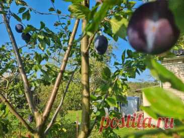 Что добавить в лунку при посадке сливы, чтобы был не пустоцвет, а урожай: список из прошлого века. Старые садоводы знали секреты, которые сегодня незаслуженно забыты.