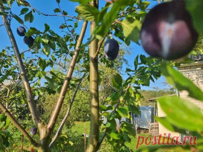 Что добавить в лунку при посадке сливы, чтобы был не пустоцвет, а урожай: список из прошлого века. Старые садоводы знали секреты, которые сегодня незаслуженно забыты.