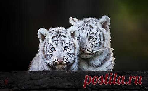 The cute creatures
