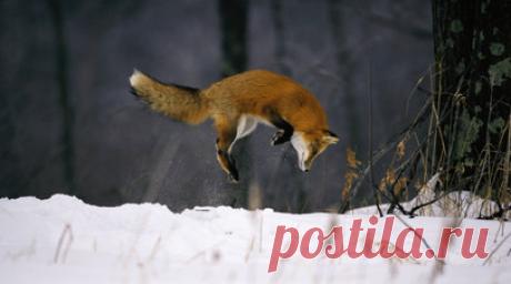 В Подмосковье посоветовали сохранять спокойствие при встрече с дикими животными. В Минэкологии Московской области заявили, что с приходом зимы в города могут выходить дикие животные. Это связано с недостатком пищи. Читать далее