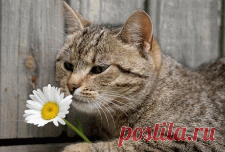 Мой Мир@Mail.Ru