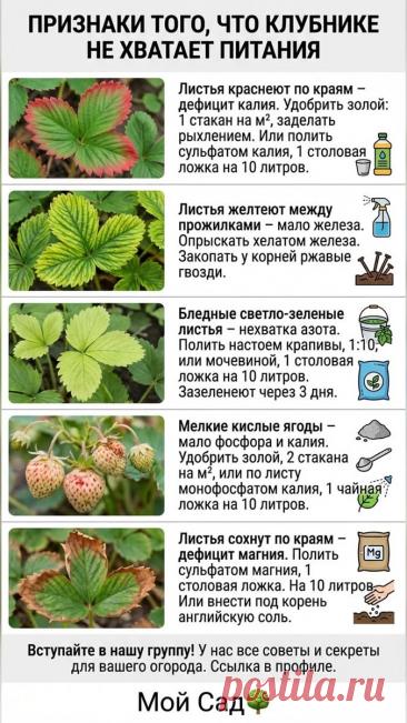 55K views · 178 reactions | Группа тут 👉 https://t.me/+g-L4O15n4ak0ODRi Узнайте, как распознать и исправить дефицит важных элементов в питании клубники. Красные края листьев, пожелтение, бледность - каждая проблема решается своими способами. Поддержите здоровье ваших растений с практическими советами! #садоводство #растения #клубника #земляника | Мой участок | Facebook