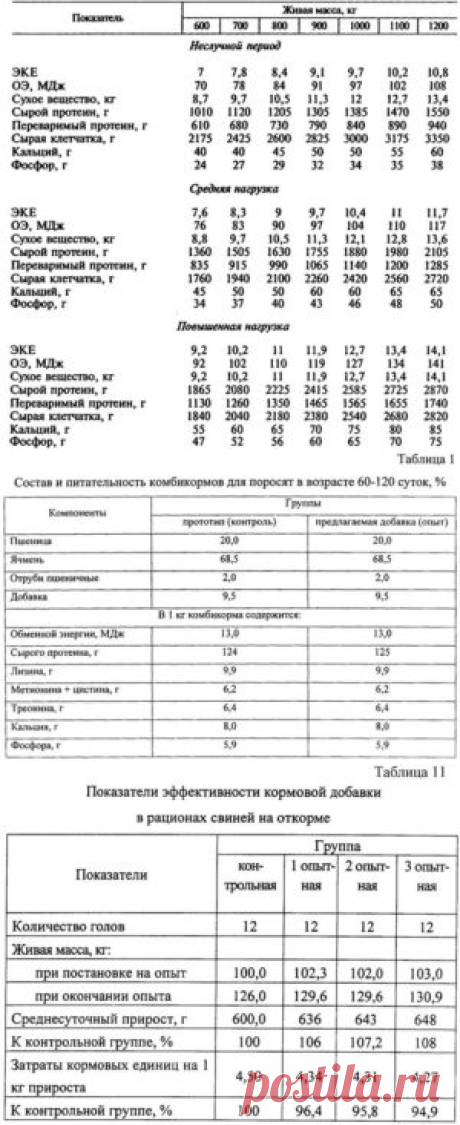 Переваримость и использование питательных веществ рациона молодняком свиней на откорме - БиоКорова