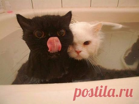 Чёрное с белым обычно не стирают, но я решил рискнуть&quot; | Позитив