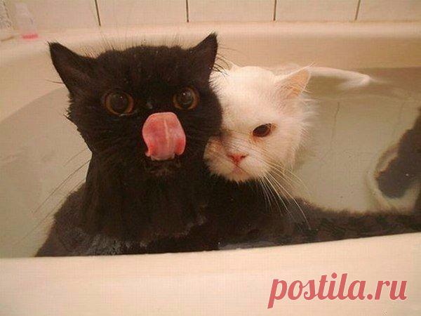 Чёрное с белым обычно не стирают, но я решил рискнуть" | Позитив