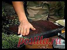 Письмо «Сад и огород. Ошибки при посадке семян и... и другие материалы. Новое в Вашей подборке на Постила.ru» — Постила.ru — Яндекс.Почта