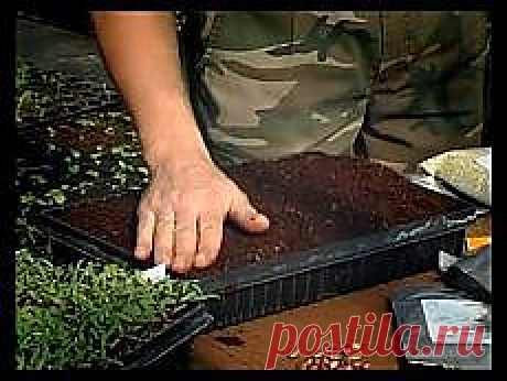 Письмо «Сад и огород. Ошибки при посадке семян и... и другие материалы. Новое в Вашей подборке на Постила.ru» — Постила.ru — Яндекс.Почта