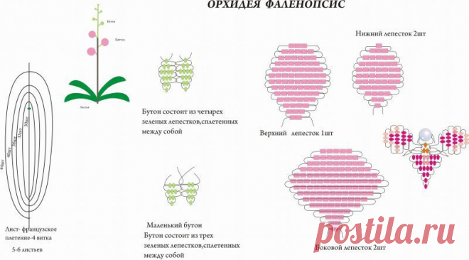 схема орхидеи Фаленопсис | biser.info - всё о бисере и бисерном творчестве