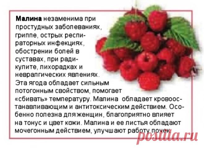 Малина - лечебные свойства