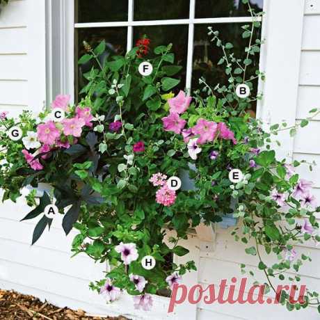 Great Containers for Gardening