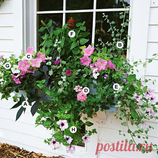 Great Containers for Gardening