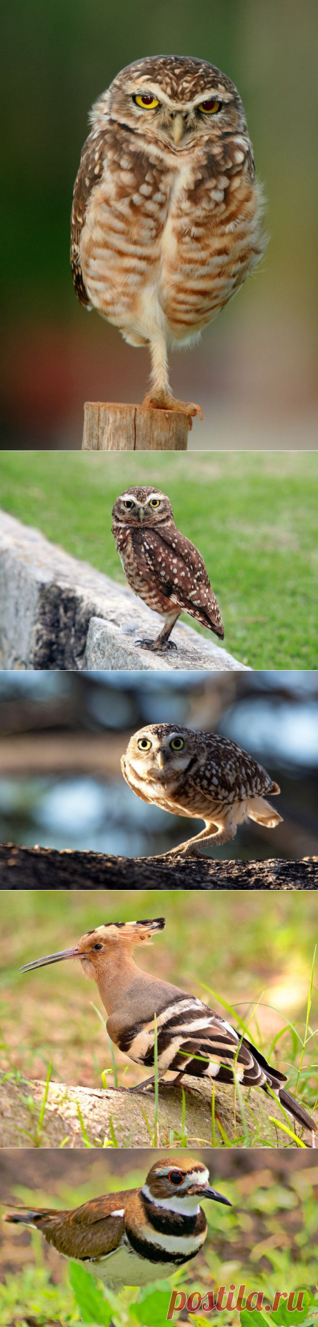 Птицы, которые ведут себя не по-птичьи