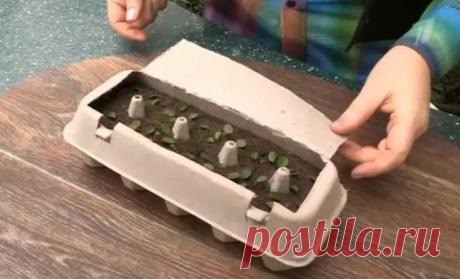 Применение бумажных лотков от яиц