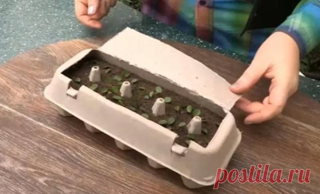 Применение бумажных лотков от яиц