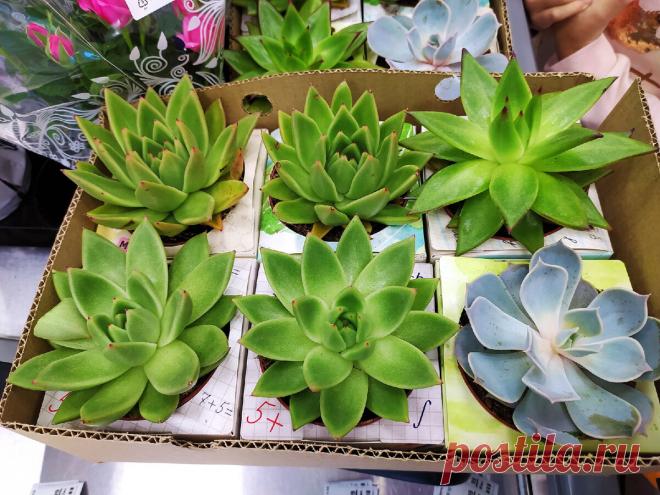 Эхеверия Агавоидес | Succulent life | Яндекс Дзен