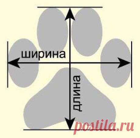 DIY for dog - поделки для собак
