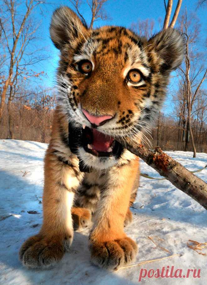 Встречайте, Шерхан: детёныш тигра Амура на прогулке