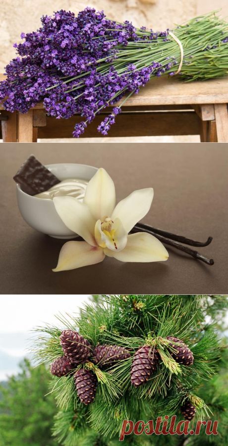 11 природных ароматов, которые изменят ваше настроение