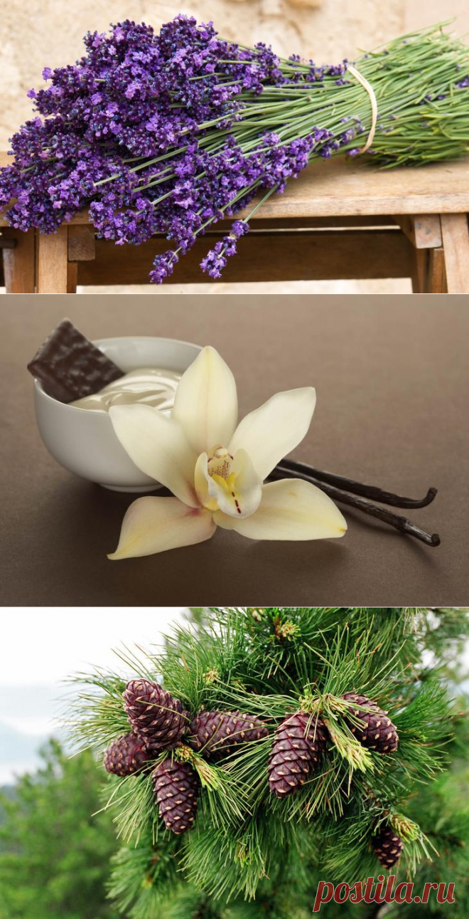 11 природных ароматов, которые изменят ваше настроение