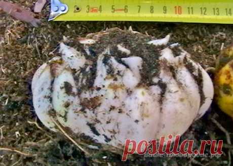 Просто о биотехнологии земледелия по природному типу — Ваше Плодородие