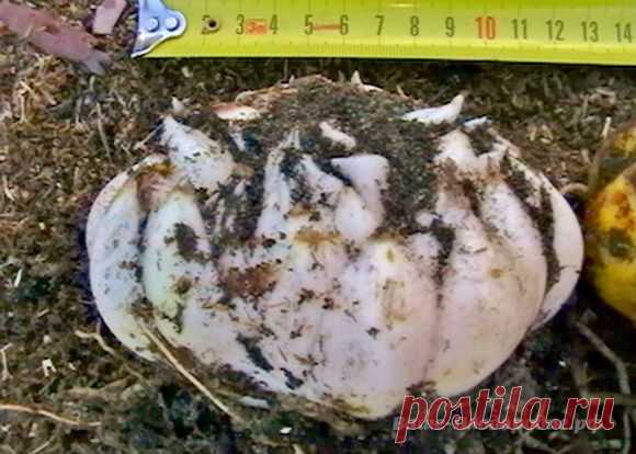 Просто о биотехнологии земледелия по природному типу — Ваше Плодородие