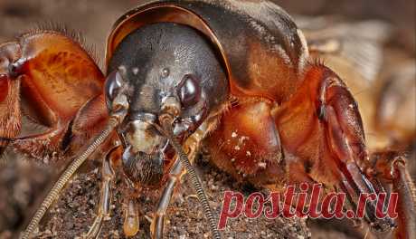 Борьба с медведкой: проверенные способы 

Прожорливая медведка - злостный вредитель. Борьба с ней может тянуться годами. Между тем существует множество способов избавиться от этой неприятной соседки.



Борьбу с медведкой необходимо вести к…