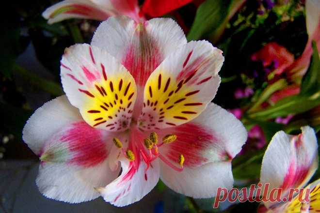 анютины глазки .. очень красивые цветы